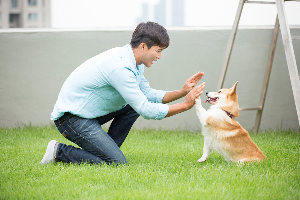 반려동물관리사